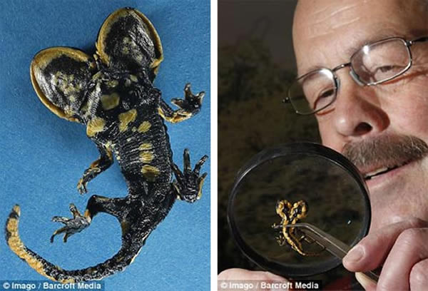 该蜥蜴仅存活了六个月之久