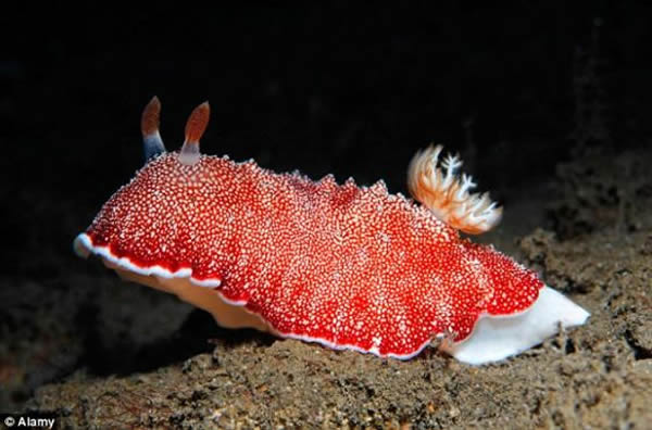 һ��ѧ��ΪChromodoris reticulata�ĺ������ڽ���֮���ܳ����µ�����
