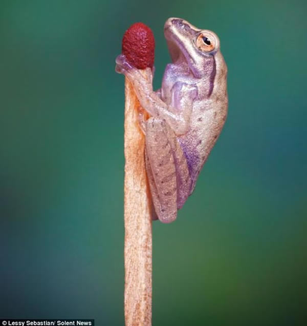 它的体长仅有1.27厘米,可以栖息在火柴棍上