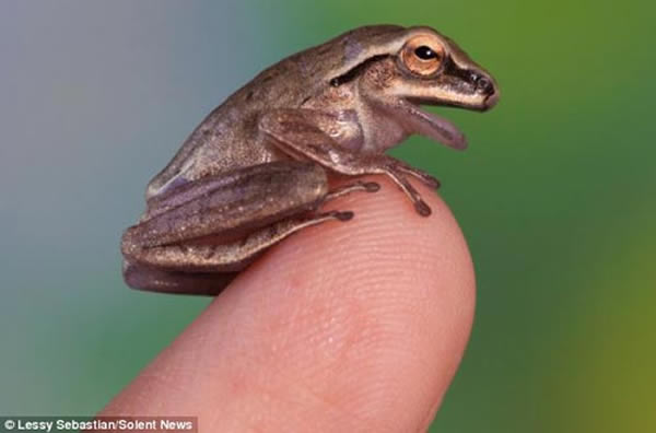 栖息在拇指上的小青蛙,眼睛旁边有清晰的条纹