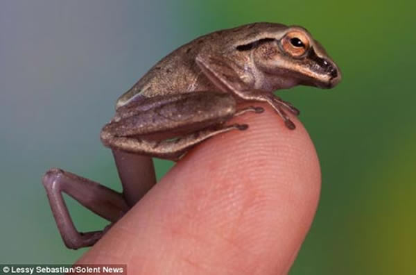 各就各位:这只小青蛙准备跃起