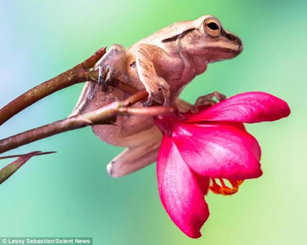 这只小青蛙身体非常轻,并未压坏花卉