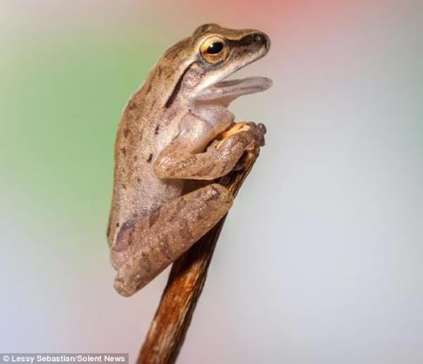 面对镜头这只小青蛙摆出了优美的姿态