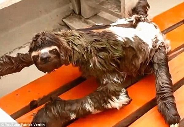 树懒乘坐快艇,体验了一把高速之旅