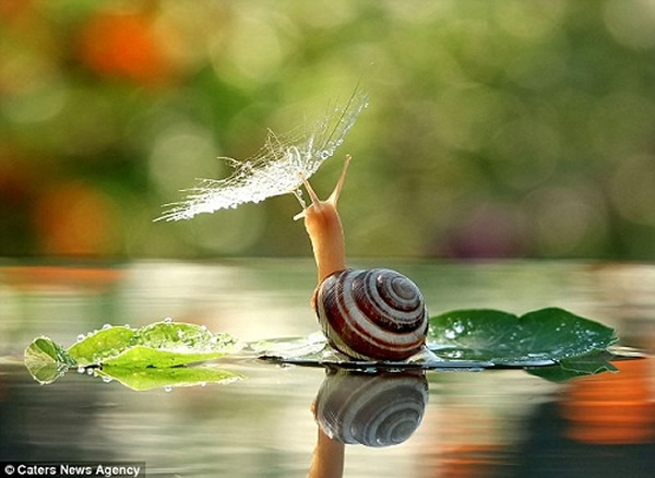这只蜗牛乘着水面上的一片树叶,躲在一朵沾满露水的花下,就好像正一边撑伞避雨,一边在湖上泛舟一样。