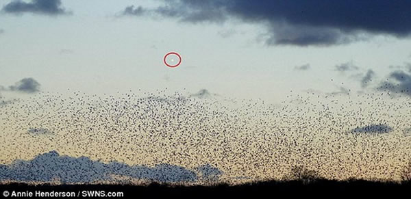 Ұ��������Ӱʦ������Ӣ����Ĭ���ؿ�����¡������Ȼ�������Ͽ����㵽���������