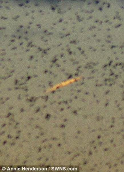 Զ����������ʾ����������岿����ȼ�յ�����