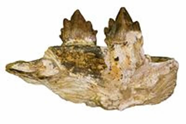 Teeth (upper left side of jaw) from Morawanocetus.