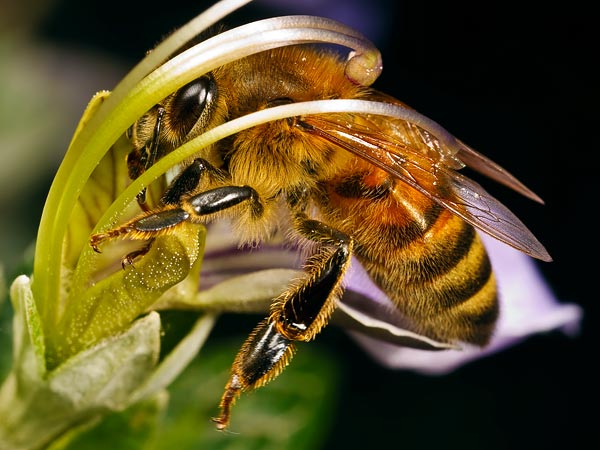Honeybees learn and remember the locations of flowers, but a new study shows the