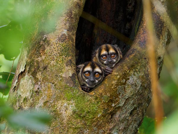 Owl monkeys peek out of a tree in Yasuni National Park, Ecuador.