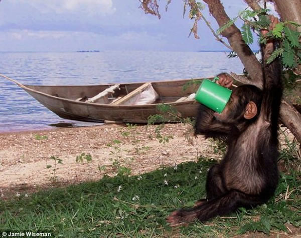 科学家最新研究显示,人类饮酒基因源自1000万年前人类、大猩猩和黑猩猩的共同祖先