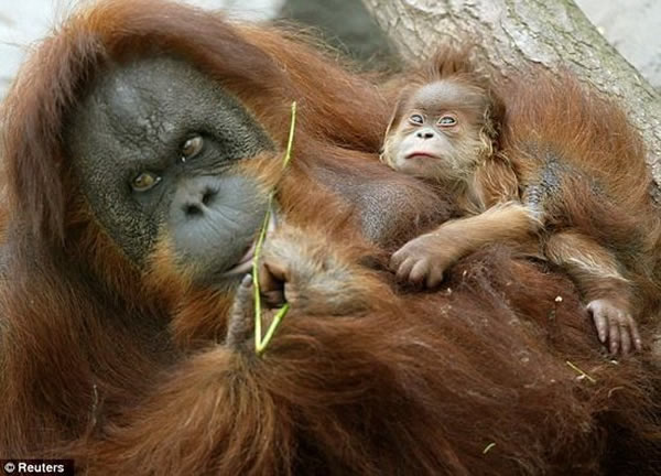 这项研究将解释为什么树栖红毛猩猩不具备消化酒精的能力