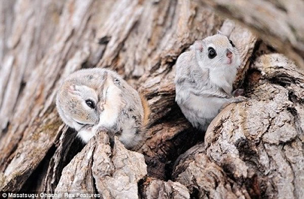 ��ֻ������������ĺ�Ӱ