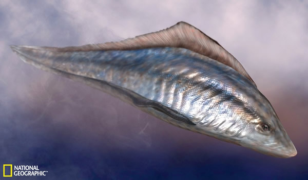 图为昆明鱼或许是最古老的脊椎动物,其头骨由软骨构成,并且具有其他与脊椎动物(包括人类)相同的特征。