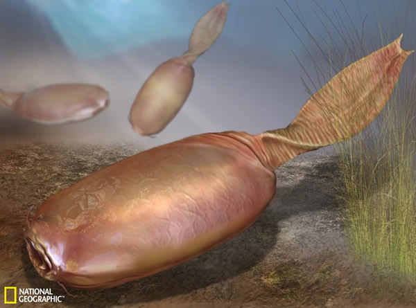 图为班府虫(Banffia)的分类尚不明确,科学家还没找到与之接近的现生动物