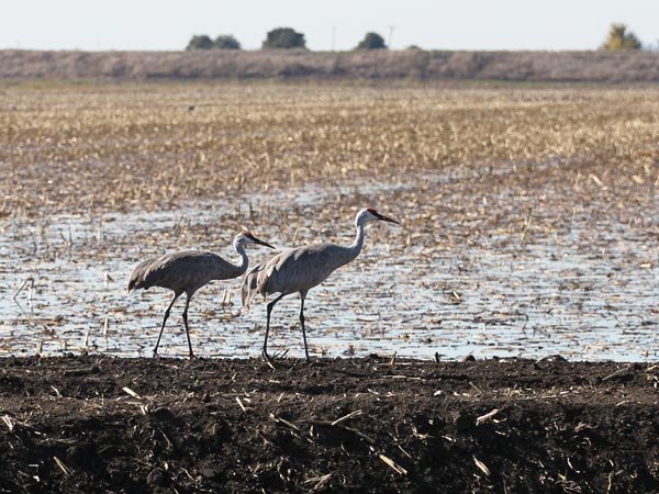 A pair of sandhill cranes forage on a farm in Staten Island, California.