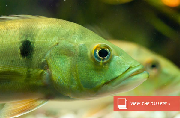 Are Fish Getting High From Drug Waste?