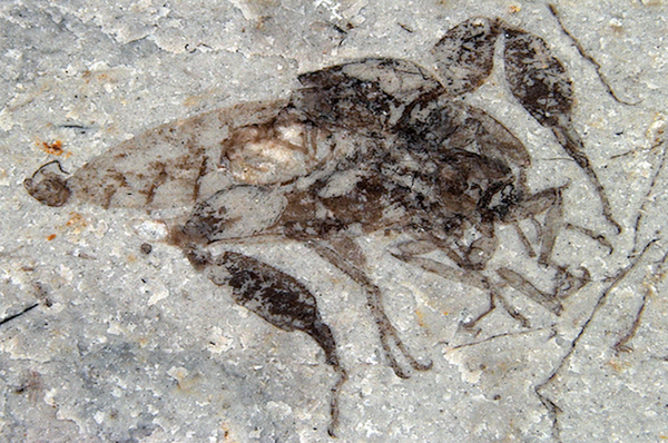 Dinosaur Era insects previously identified as fleas