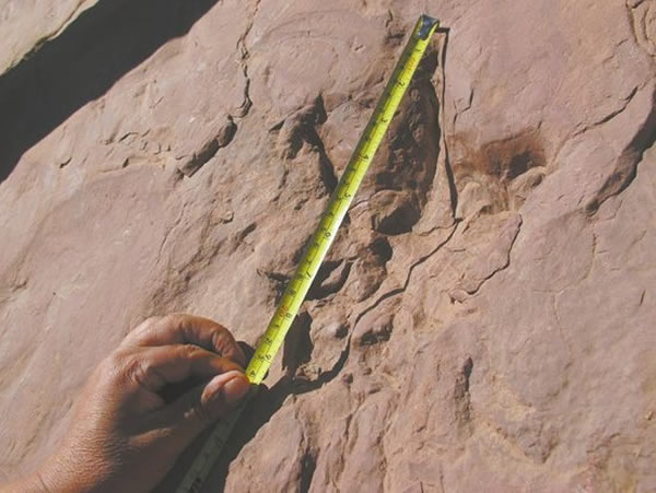 凉山州昭觉县发现大量白垩纪恐龙脚印化石