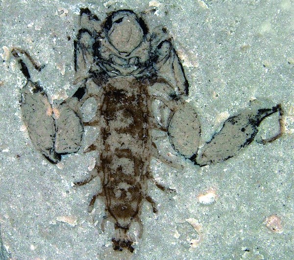 一个较大的雄性个体