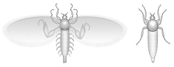 形态复原图(左为雄性,右为雌性)