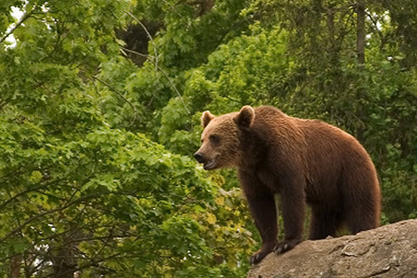 瑞士唯一的野熊M13(资料图)
