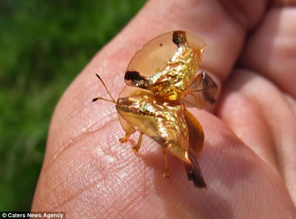 ӡ�ȵĻƽ��׳�