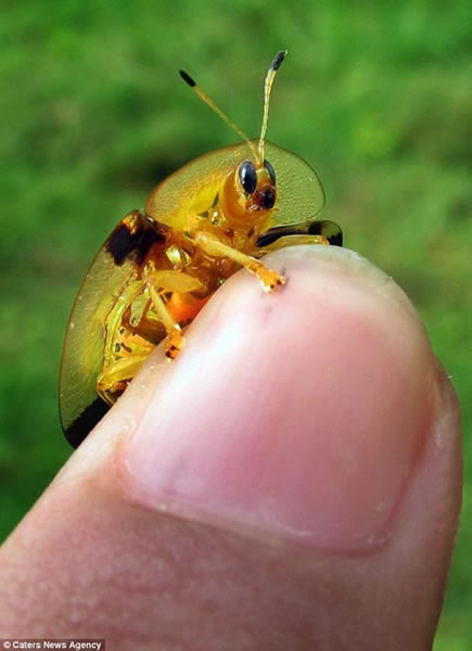 Ĵָ��С�Ļƽ��׳�