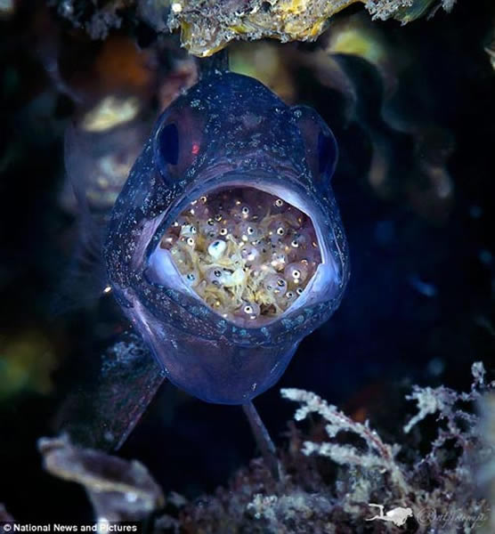 ���������첿��������