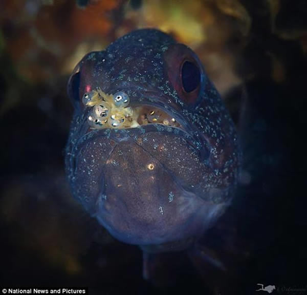 ��Щ��������Ƭ���ڰĴ�������������ʿ����ҹ������