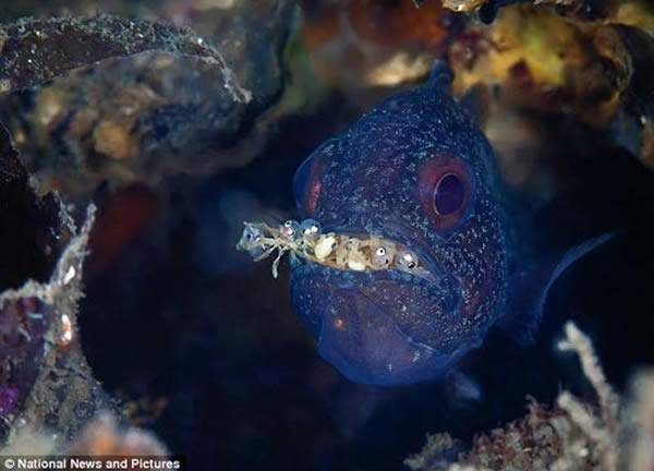 ��������һ�ֶ��ص�����