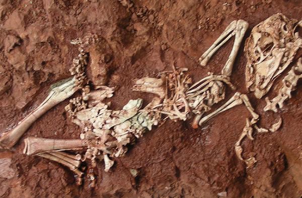 A fossil of the newly-found Yulong mini dinosaur whose young were as small as ch