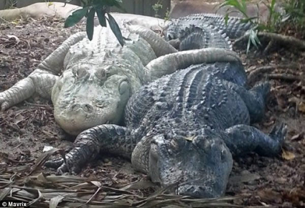 �о��������Զ����������������ò���