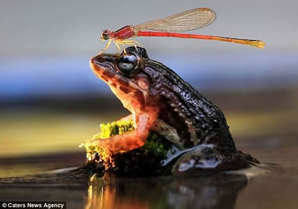 印尼一只蜻蜓站在青蛙头顶