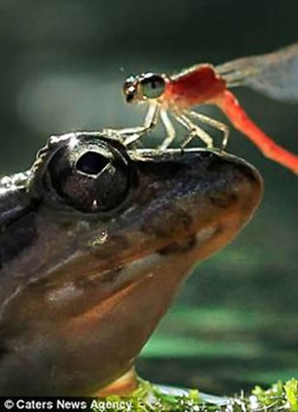 印尼一只蜻蜓站在青蛙头顶