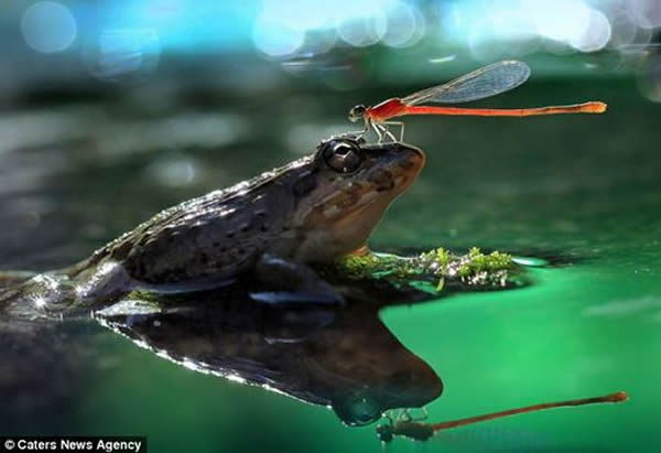 印尼一只蜻蜓站在青蛙头顶