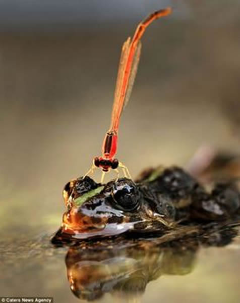 印尼一只蜻蜓站在青蛙头顶