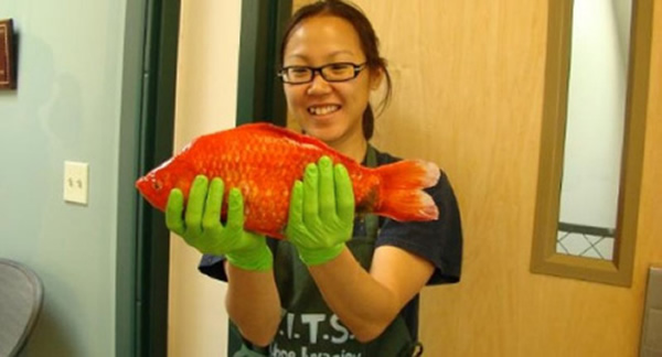 美国高山湖泊塔霍湖深处发现巨型金鱼