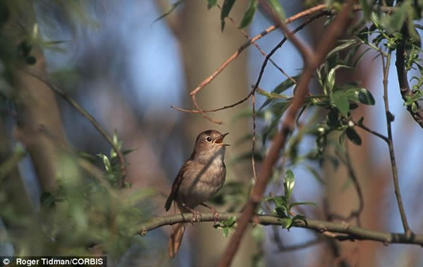 雄性夜莺唱歌:麻省理工学院的研究人员表示人类结合鸟类美妙的鸟鸣声以及猿猴包含信息的咕哝声,从而进化出具有表现力和意义的语言。
