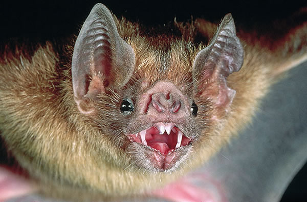 Vampire Bats Suck Blood of Baby Penguins