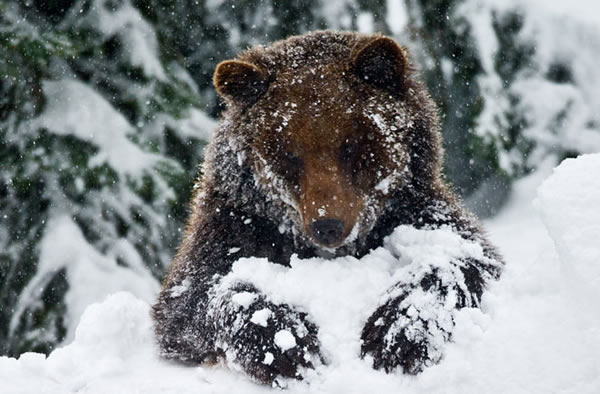 A brown bear (Ursus arctos) is pictured in its snowy outdoor enclosure in the Ba