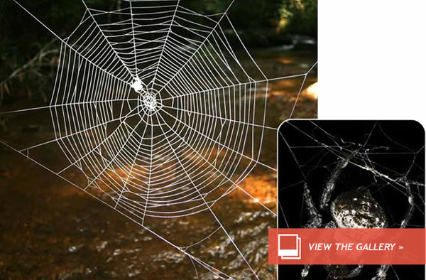 Spidey Silk Can Actually Halt a Train