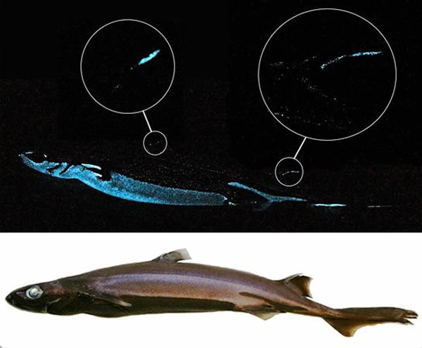 The velvet belly lanternshark (below in daylight) warns off predators by lightin