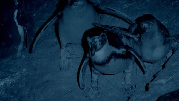 拍摄到吸血鬼蝙蝠捕食洪堡企鹅雏鸟