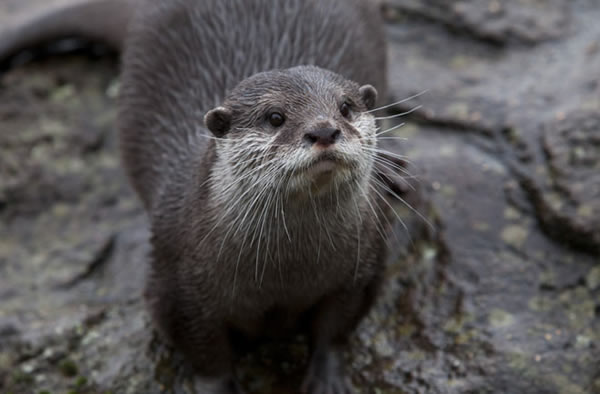 Is Pollution Shrinking Otter Penises?
