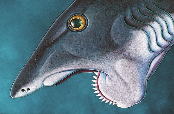 Helicoprion recreation