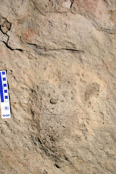 柯氏三角足迹的模式标本之一,包括了前后足迹