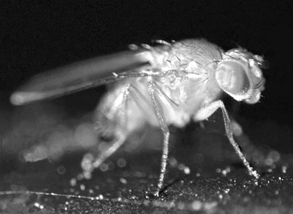 国际动物命名法委员会财政危机恐使动物命名陷入困境