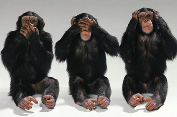 黑猩猩和人类一样在解开难题时也有一种满足感