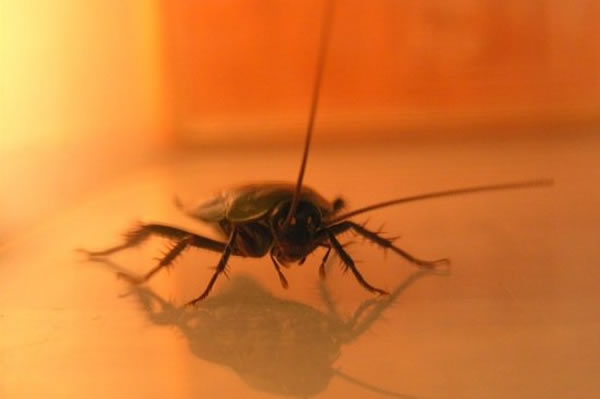 当蟑螂被从侧面推挤之后,它的中枢神经系统比预期反应时间慢了三倍。